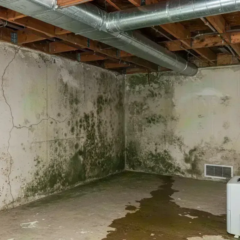 Professional Mold Removal in Rock Hill, MO